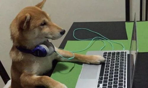 那只曾經(jīng)喜歡看電視的柴犬,如今沒了電視癮,反倒成了 狗保姆